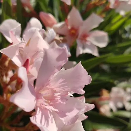 Spedion Kefallonia *