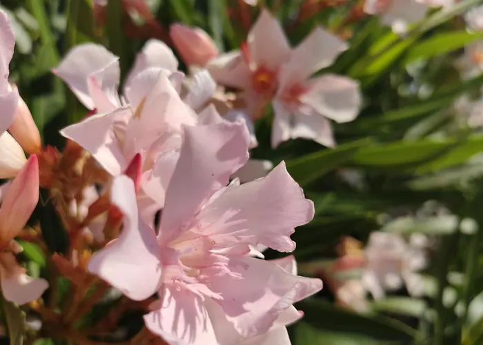 Spedion Kefallonia *